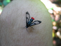 Lepidoptera4