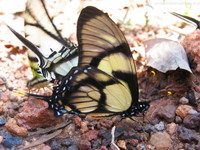 Lepidoptera5