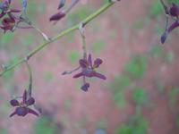 Orchidaceae2
