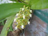Orchidaceae4