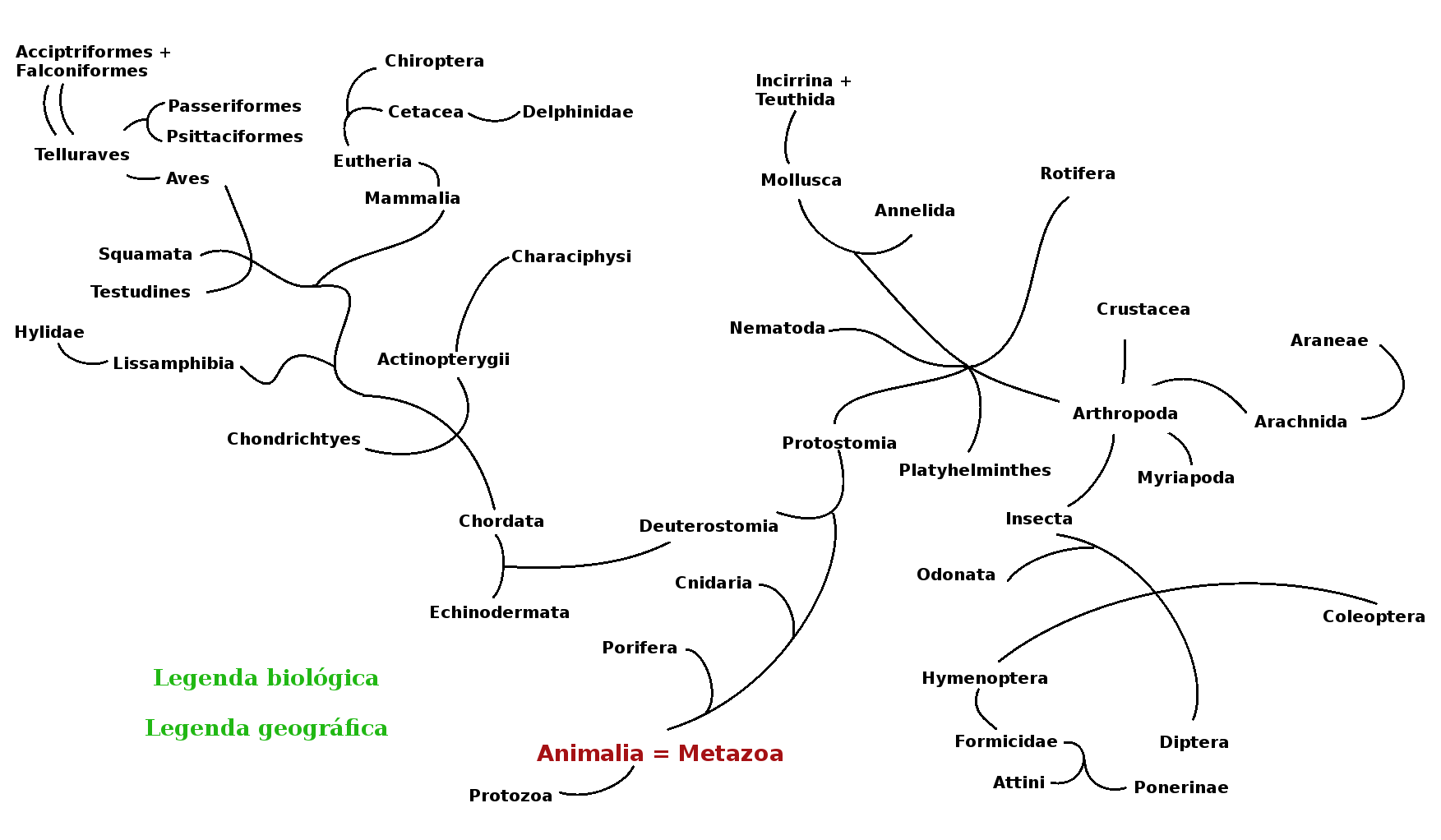 cladograma de Metazoa/Animalia